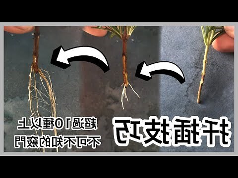 樹 根
